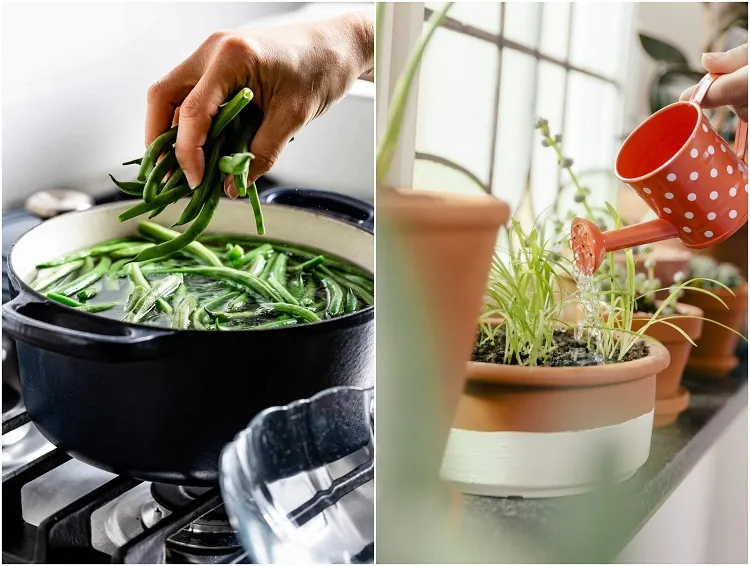 comment réutiliser l'eau de cuisson pour fertiliser plantes intérieur bienfaits eau haricots verts artichauts chou fleur légumes verts utilisations jardin