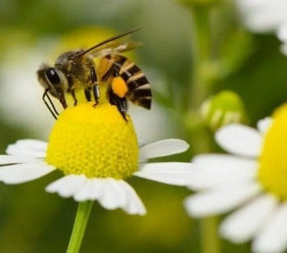 comment sauver abeilles qu est ce qui tue les insectes pollinisateurs prévenir leur extinction