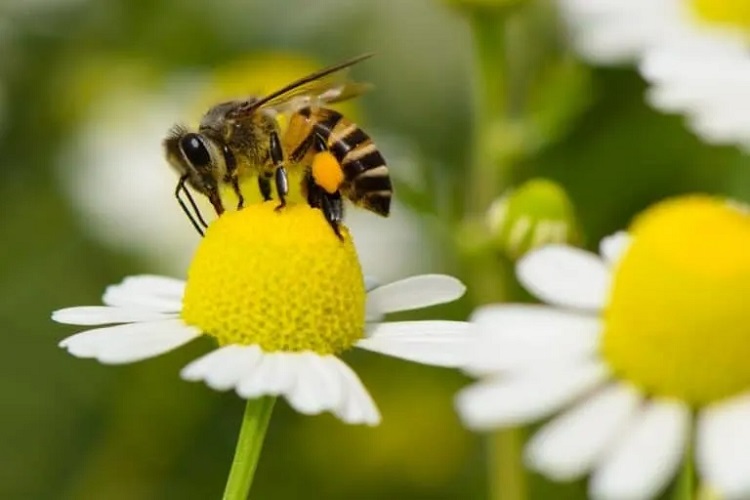 comment sauver abeilles qu est ce qui tue les insectes pollinisateurs prévenir leur extinction