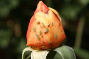 comment se débarasser des pucerons rosiers jardin remèdes maison repulsifs naturels vinaigre marc café alcool savon noir