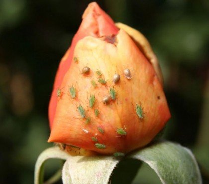 comment se débarasser des pucerons rosiers jardin remèdes maison repulsifs naturels vinaigre marc café alcool savon noir