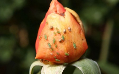 comment se débarasser des pucerons rosiers jardin remèdes maison repulsifs naturels vinaigre marc café alcool savon noir