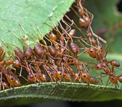comment se débarrasser des fourmis dans la serre