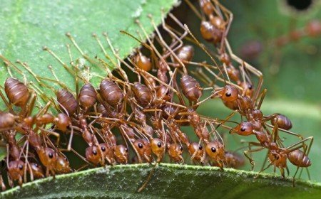 comment se débarrasser des fourmis dans la serre