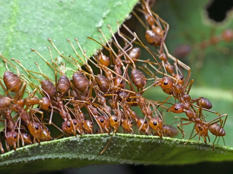 comment se débarrasser des fourmis dans la serre