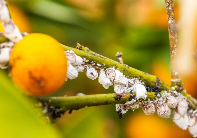 comment se débarrasser des parasites sur un citronnier