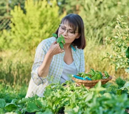 comment semer les herbes aromatiques en pleine terre en mai jardin potager basilic