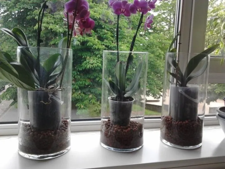 comment stimuler floraison orchidee
