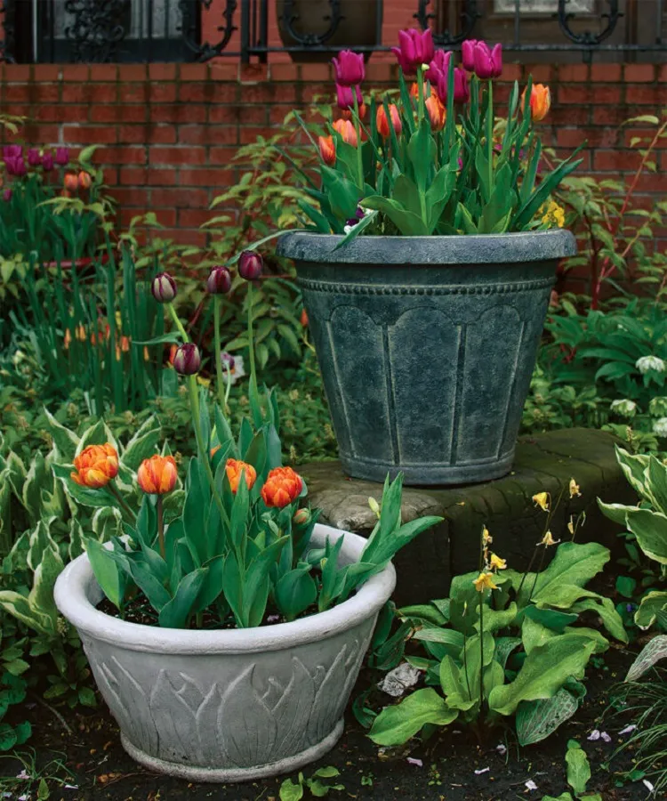 comment tailler entretenir tulipes en pot que faire avec les bulbes après floraison faut il couper les fleurs fanées
