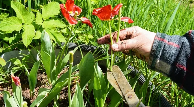 comment tailler les tulipes après la floraison quand faut il couper les fleurs fanées conseils entretien taille pot pleine terre