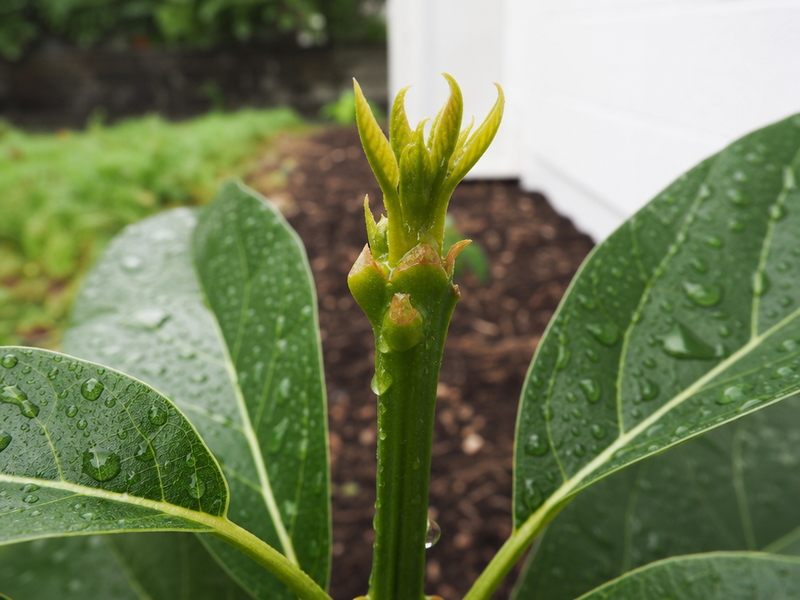 Gros plan du bourgeon apical d'un avocatier avec nouvelles feuilles et gouttelettes d'eau