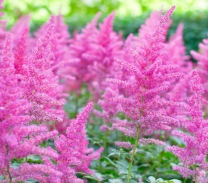 comment tailler une astilbe et quand astuces