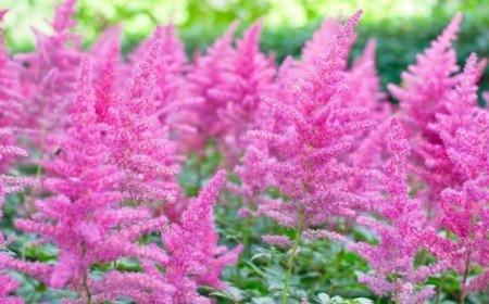 comment tailler une astilbe et quand astuces