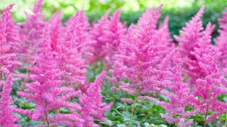 comment tailler une astilbe et quand astuces