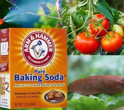 comment traiter les tomates faire spray bicarbonate soude eau vaporiser après coucher soleil