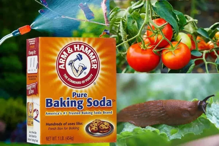 comment traiter les tomates faire spray bicarbonate soude eau vaporiser après coucher soleil