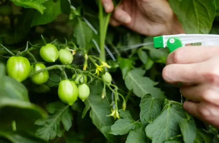 comment traiter les tomates naturellement appliquer spraysept dix jours ajouter aspirine
