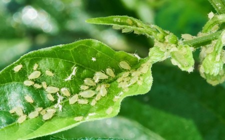 comment traiter un pêcher contre les pucerons verts
