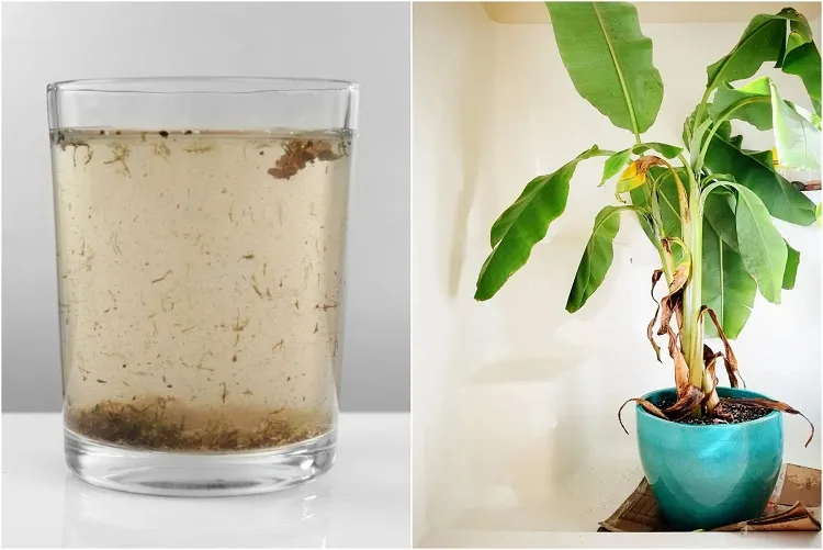 comment utiliser l'eau aquarium pour fertiliser le sol plantes intérieur en pot