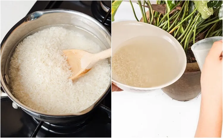 comment utiliser l'eau de cuisson de riz pour arroser les plantes intérieures extérieures jardin bienfaits engrais naturel désherbant