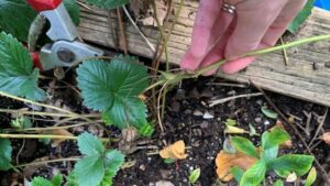 couper les feuilles des fraisiers pourquoi quand comment faire
