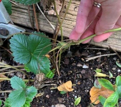 couper les feuilles des fraisiers pourquoi quand comment faire