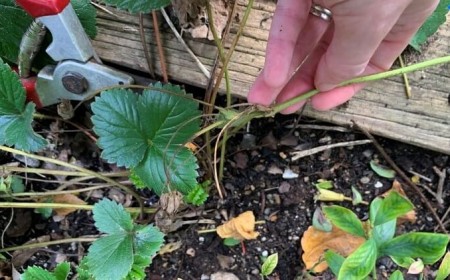 couper les feuilles des fraisiers pourquoi quand comment faire