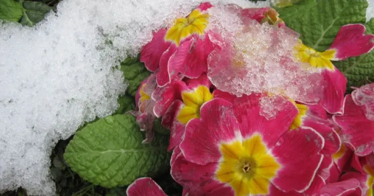 dates saints de glace 2023 comment proteger les plantes chaleur periode meteo jardinage conseils gel froid
