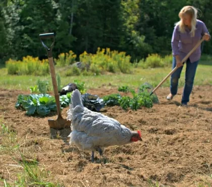 déchets du poulailler comme engrais naturel au jardin potager comment utiliser les fientes de poules comme engrais