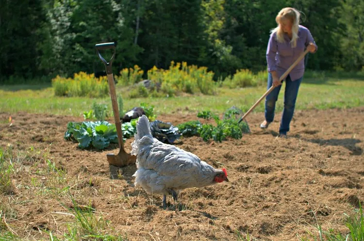 déchets du poulailler comme engrais naturel au jardin potager comment utiliser les fientes de poules comme engrais