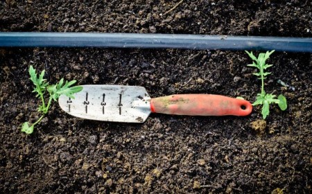distance de plantation legumes potager des tomates entre deux arbres jardin courgettes echalotes oignons lierre
