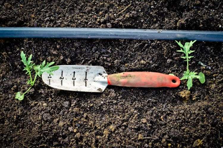 distance de plantation legumes potager des tomates entre deux arbres jardin courgettes echalotes oignons lierre