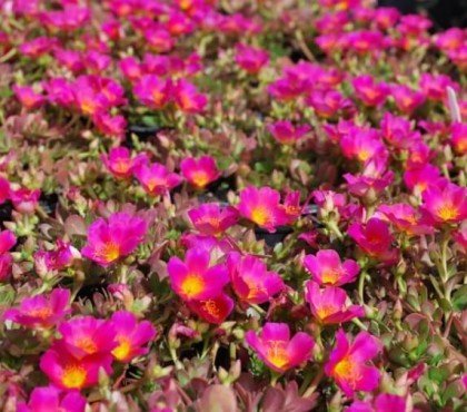 effet du sel sur les plantes rose mousseuse auto ensemence invasive joli tapis