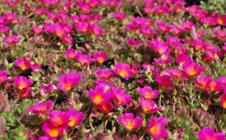 effet du sel sur les plantes rose mousseuse auto ensemence invasive joli tapis