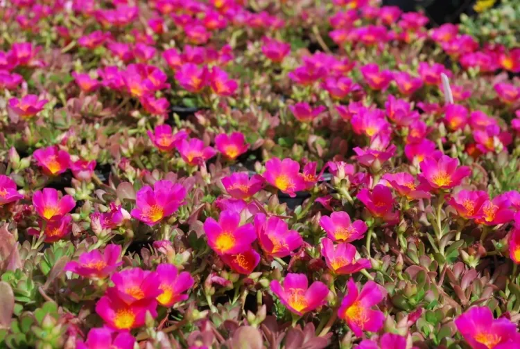 effet du sel sur les plantes rose mousseuse auto ensemence invasive joli tapis