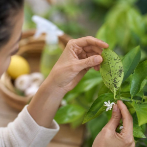 éliminer pucerons sur le citronnier savon noir astuces