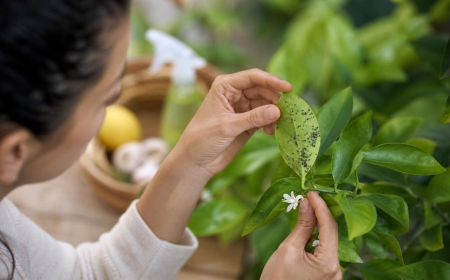 éliminer pucerons sur le citronnier savon noir astuces
