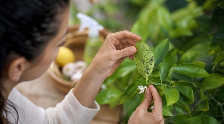 éliminer pucerons sur le citronnier savon noir astuces