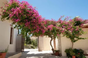 entretien du bougainvillier erreurs à éviter comment faire pour avoir un bougainvillier bien fleuri arbuste à fleurs