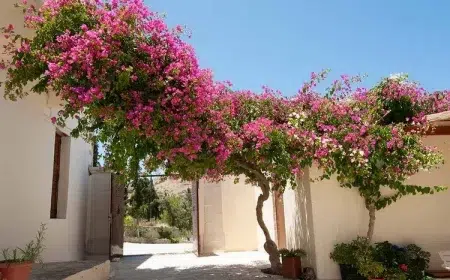 entretien du bougainvillier erreurs à éviter comment faire pour avoir un bougainvillier bien fleuri arbuste à fleurs