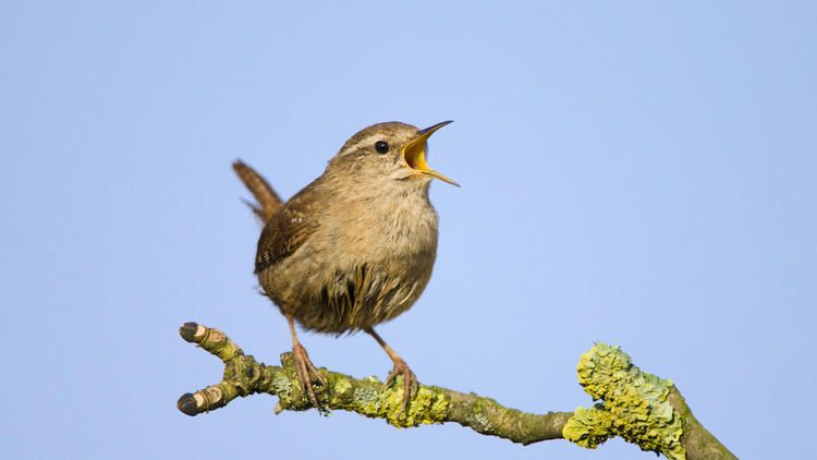 est ce que les oiseaux mangent les pucerons