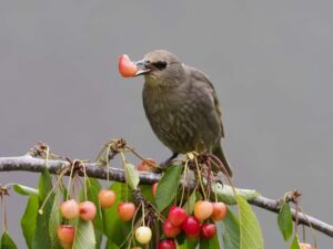 faire fuir les étourneaux des cerisiers