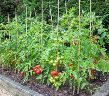 faire pousser les tomates avec des tuteurs