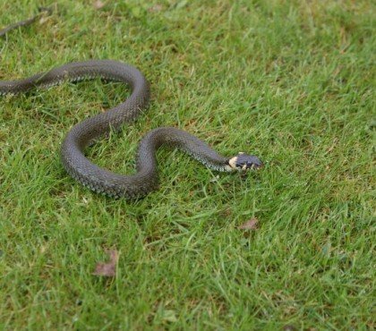 faire sortir un serpent de sa cachette