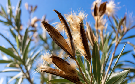 Gousses de laurier rose ouvertes avec graines plumeuses dorées contre un ciel bleu vif