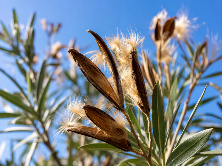 Gousses de laurier rose ouvertes avec graines plumeuses dorées contre un ciel bleu vif