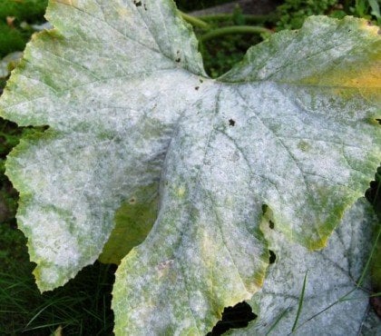 feuilles de courgettes deviennent blanches