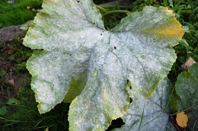 feuilles de courgettes deviennent blanches