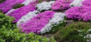 fleurs couvre sol pour telus ete soleil ombre covrantes vivaces plante printemps idees rustiques 2023