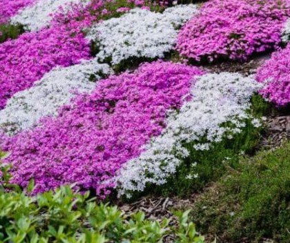 fleurs couvre sol pour telus ete soleil ombre covrantes vivaces plante printemps idees rustiques 2023